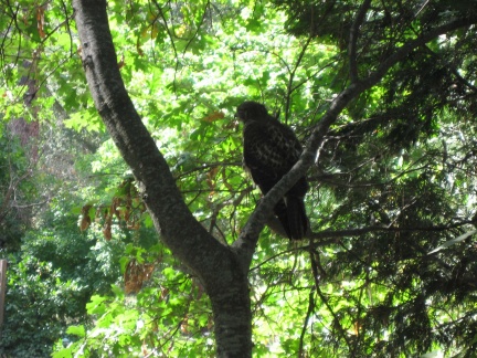 70-Falcon at Yosemite Lodge - 02